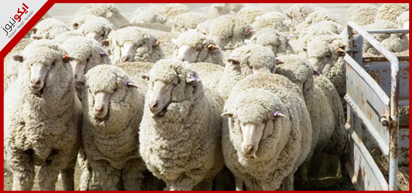 الكويت نجحت في تنويع مصادر الاستيراد لتعزيز الأمن الغذائي وتفادي الاعتماد على مصدر واحد